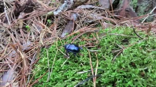 scarabeo dor (Anoplotrupes stercorosus) in giro sulla foresta bisogno in autunno
. - Filmati, video