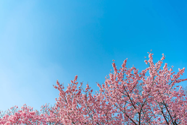 Flor de cerezo (sakura) con aves bajo el cielo azul en el Shinjuku Gyo-en Park en Tokio de Japón. Un buen lugar para la vocación en primavera
. - Foto, Imagen