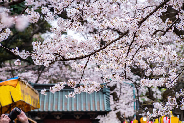 Flores de cerezo en plena floración Parque Ueno
 - Foto, imagen