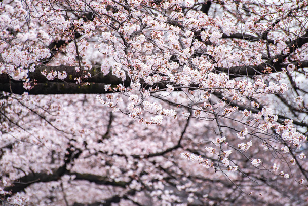 Άνθη κερασιάς σε πλήρη άνθιση πάρκο Ουένο - Φωτογραφία, εικόνα
