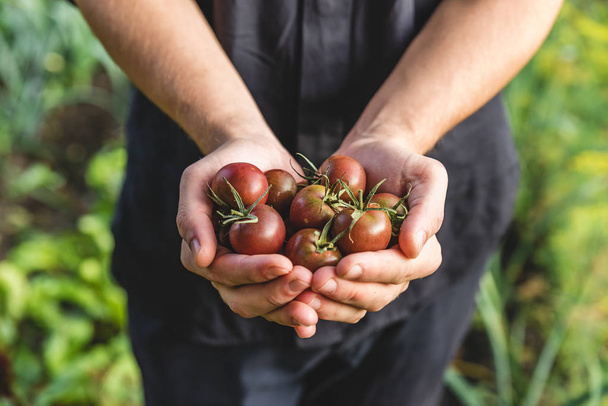 Αγρότης που κρατάει φρέσκα ντοματίνια σε χέρια στη φάρμα. Υγιή βιολογικά τρόφιμα. λαχανικά από τον κήπο - Φωτογραφία, εικόνα