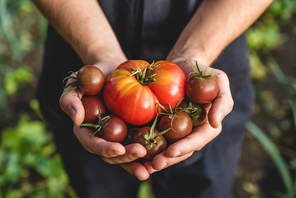 Luomuvihanneksia. Terveellistä ruokaa. Tuore luomu tomaatti ja tomaatit kirsikka viljelijöiden käsissä
 - Valokuva, kuva