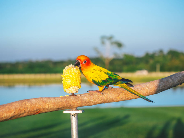 Parrot is cute exotic pet - Photo, Image