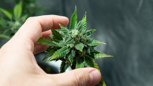 fresh harvest cannabis bud in details. Powerful trichomes of mar - 写真・画像