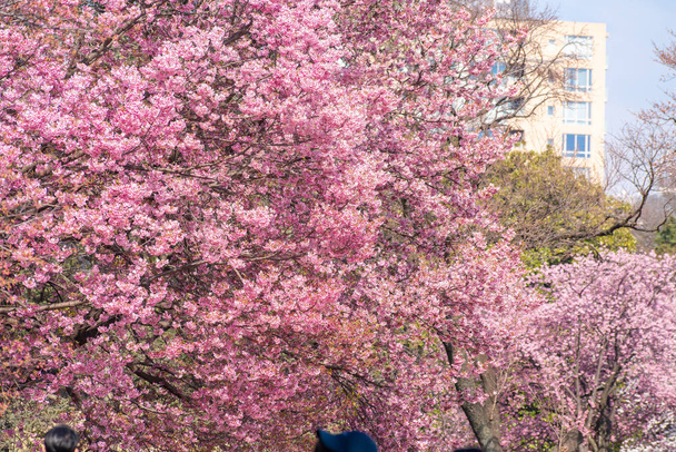 市内の青空の下に鳥のいる桜 - 写真・画像