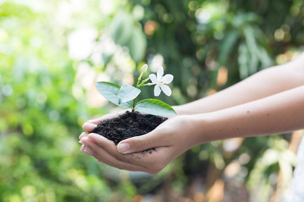 niña mano sosteniendo árbol joven para preparar la planta en el suelo, salvar el concepto del mundo
. - Foto, imagen