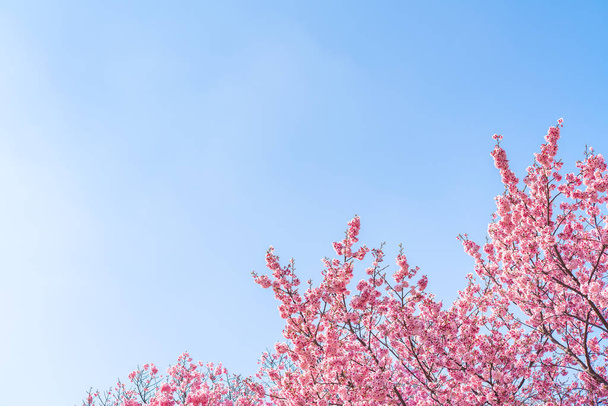 Cseresznyevirág (sakura) madarakkal a kék ég alatt a japán Shinjuku Gyo-en Parkban. Tavasszal jó hely a hivatáshoz.. - Fotó, kép