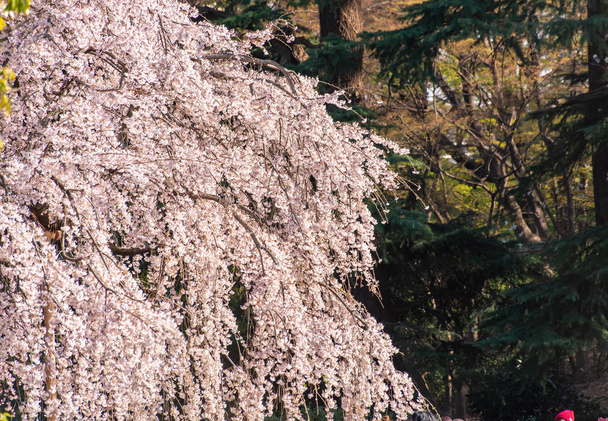 Цвіт сакури з птахами під блакитним небом у Shinjuku Gyo-en Park в Токіо, Японія. Весною добре місце для покликання.. - Фото, зображення