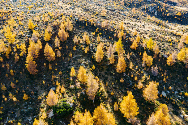 erdő fenyőkkel és vörösfenyőkkel őszi ruhában - légi  - Fotó, kép