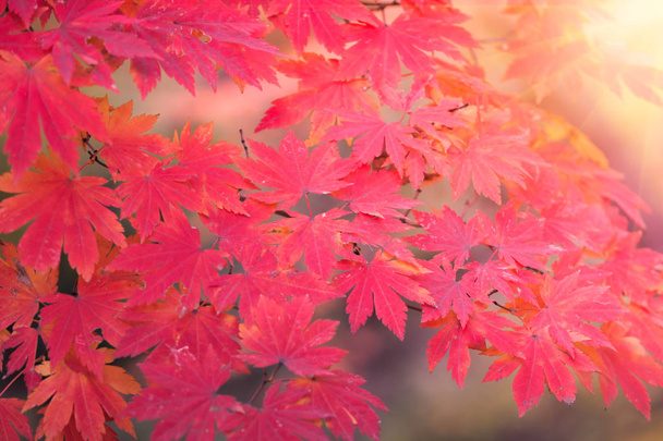 Ahornblätter im Herbst, abstrakt für Hintergründe oder Kopierraum f - Foto, Bild