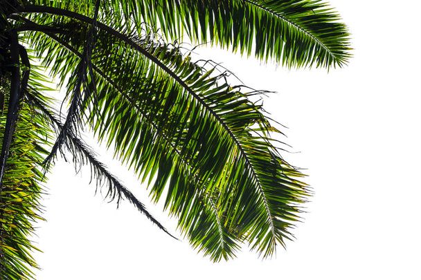 Palm leaves on a white background - Photo, Image
