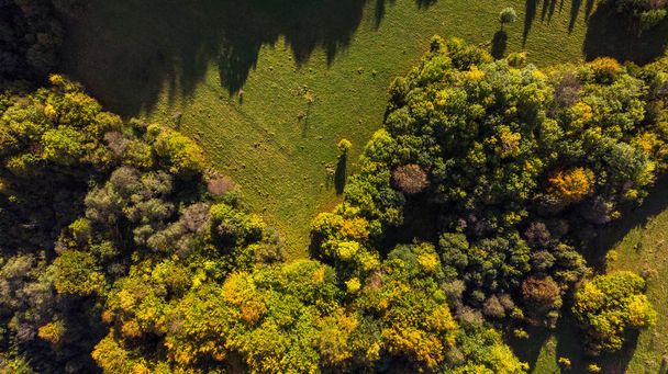 Atumnal Sonbahar Yeşilliği, Yukarıdan Aşağıya Hava Aracı Görünümü - Fotoğraf, Görsel