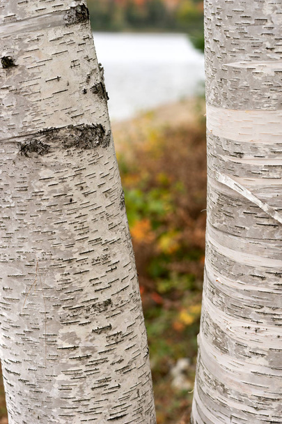 Closeup of two birch trunks at the Lakeshore - Photo, Image