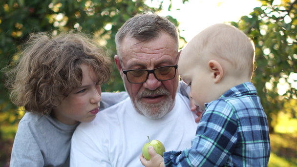 Todler eats an apple in the apple orchard with his grandfather and older brother. Grandfather tears apple root, happy family - Video, Çekim