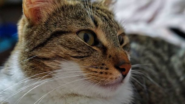 Ojos de un gato orgulloso
 - Foto, imagen