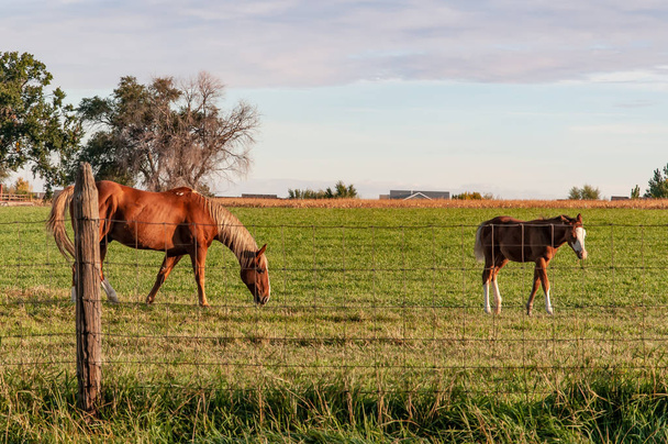 Un cheval adulte et un poulain au pâturage
. - Photo, image
