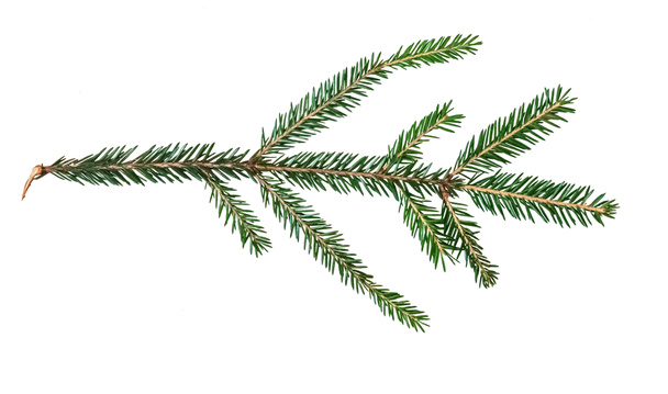 spruce branch isolated on white close up - Photo, Image
