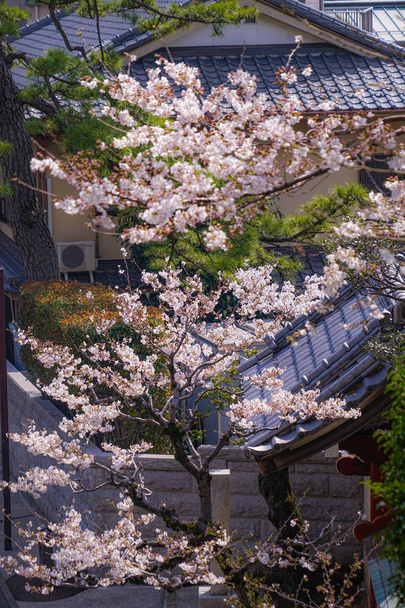 Κερασιά σε πλήρη άνθιση του Ikegami Honmonji - Φωτογραφία, εικόνα