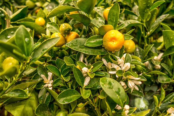kumquats mûrs sur un arbre à fleurs
 - Photo, image