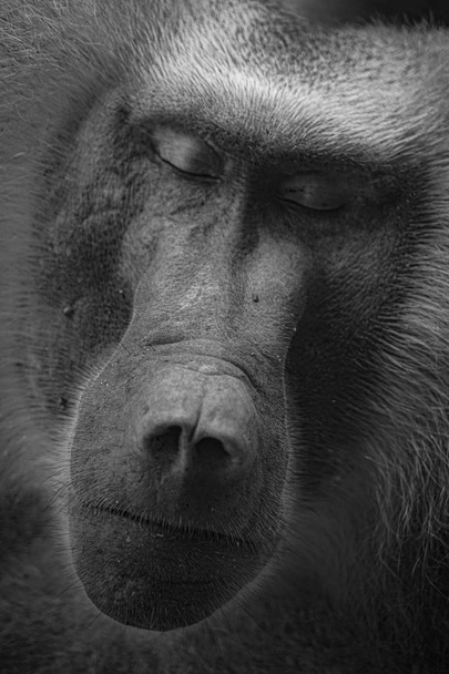 Imagen de babuinos del Zoológico de Singapur
 - Foto, Imagen