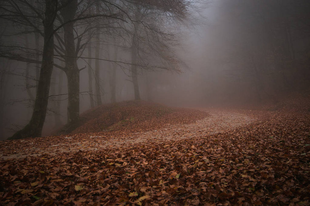 Záhadná cesta. Stezka v temném, mlhavém, podzimním lese uprostřed tajemného lesa - Fotografie, Obrázek