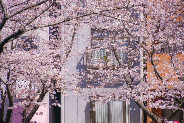 Cerisiers près de Tokyo Metropolitan Komagome Station
 - Photo, image