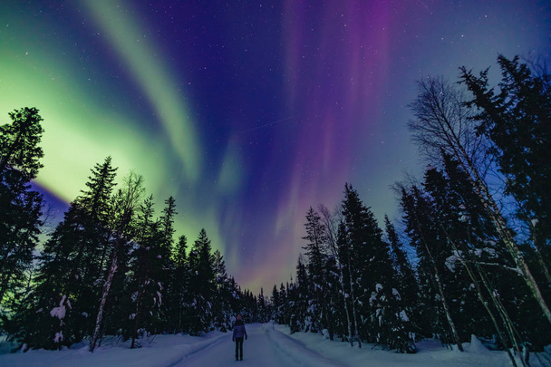 Colorful polar arctic Northern lights Aurora Borealis activity with one person in snow winter forest in Finland - Photo, Image