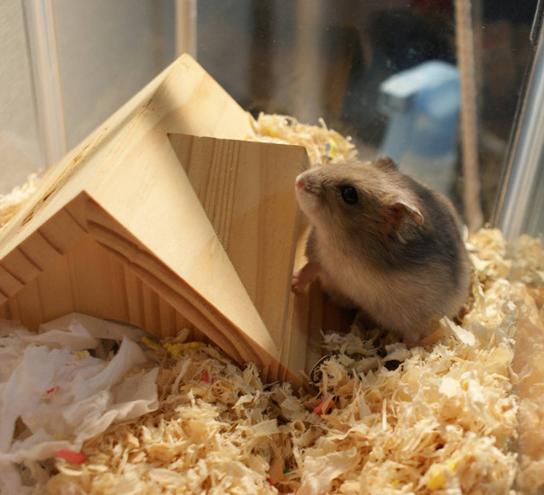Schattig Djungarian hamster beeld (sprue saffier) - Foto, afbeelding
