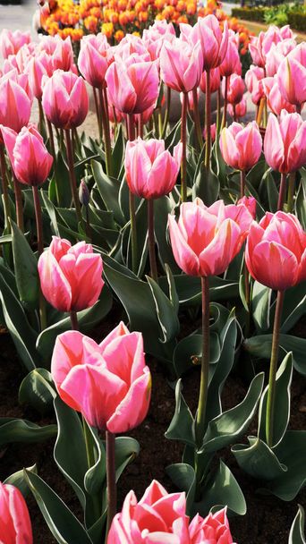 Beautiful magenta Tulips in spring May day in Stockholm - Zdjęcie, obraz