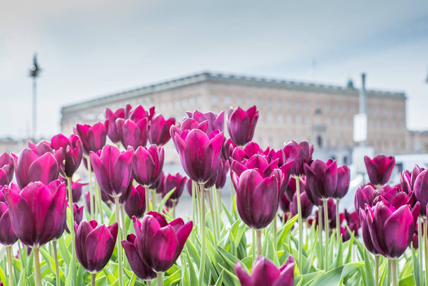 Beautiful magenta Tulips in spring May day in Stockholm with the royal swedish palace in the background - Zdjęcie, obraz