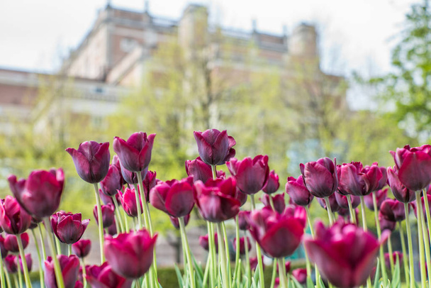 Beautiful magenta Tulips in spring May day in Stockholm with the royal swedish palace in the background - Photo, image