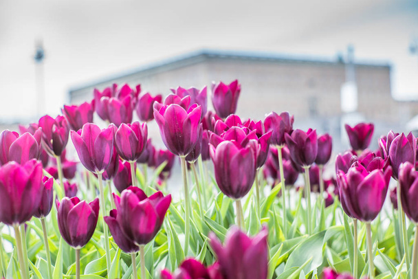 Gyönyörű magenta tulipánok tavasszal Május nap Stockholmban a királyi svéd palota a háttérben - Fotó, kép