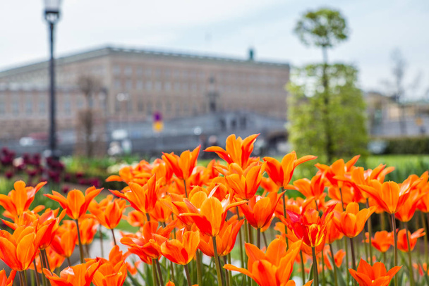 Beautiful orange Tulips in spring May day in Stockholm with the royal swedish palace in the background - Photo, image