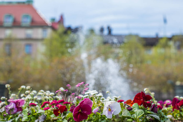 Kaunis värikäs orvokit kukkia keväällä toukokuun päivä Tukholmassa edessä suihkulähde
 - Valokuva, kuva