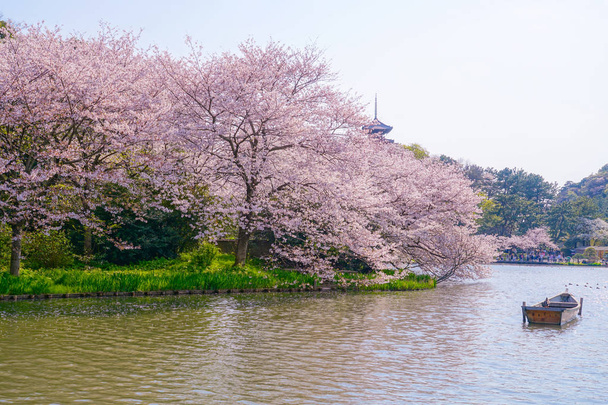 Pleine floraison du cerisier et du ciel bleu (Jardin Yokohama Sankei)
) - Photo, image