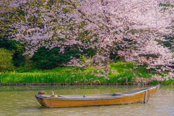 満開の桜と日本庭園 - 写真・画像