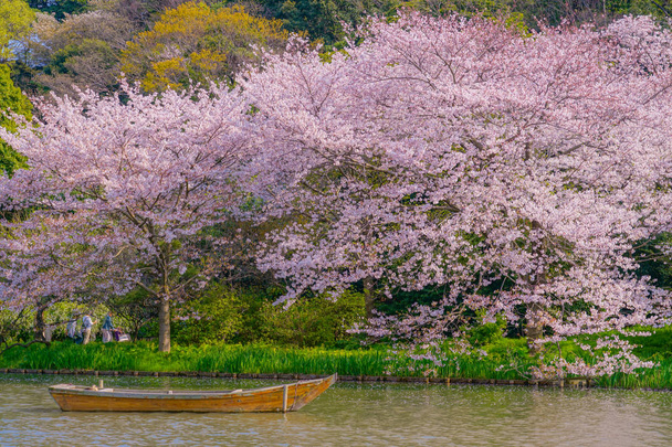満開の桜と日本庭園 - 写真・画像