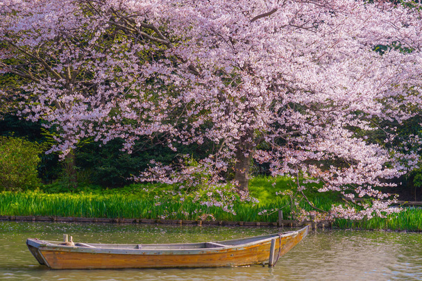 Floración completa de flores de cerezo y jardín japonés
 - Foto, imagen
