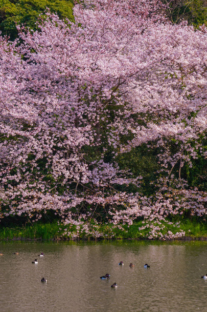 Πλήρης άνθιση των ανθών κερασιάς και ιαπωνικό κήπο - Φωτογραφία, εικόνα