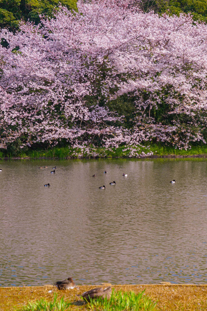 Plný květ třešňových květů a japonské zahrady - Fotografie, Obrázek