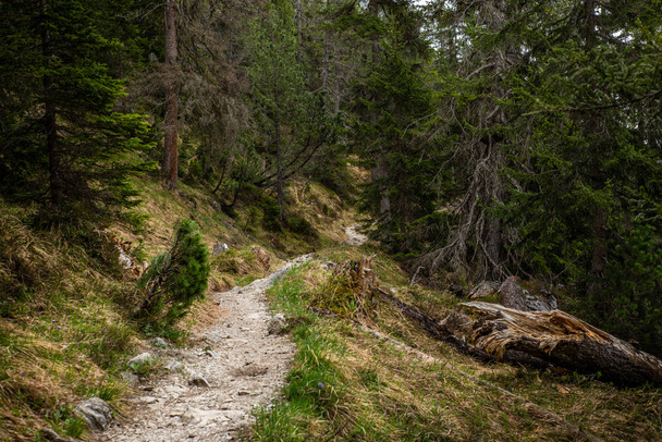 A path in the woods of Lenzerheide in the Swiss Alps in summer - Foto, Imagem