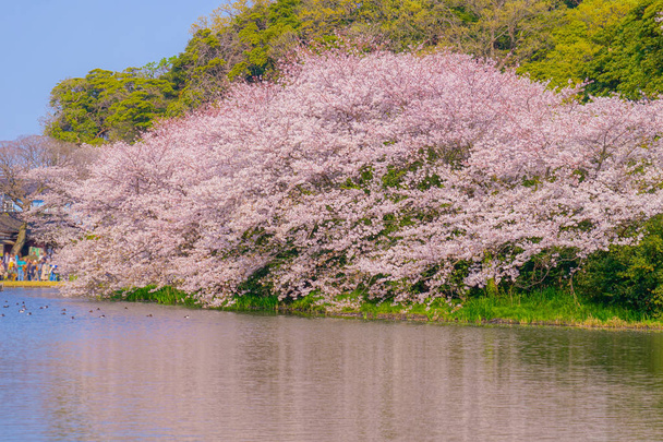 Täysi kukinta kirsikankukkia ja japanilainen puutarha
 - Valokuva, kuva