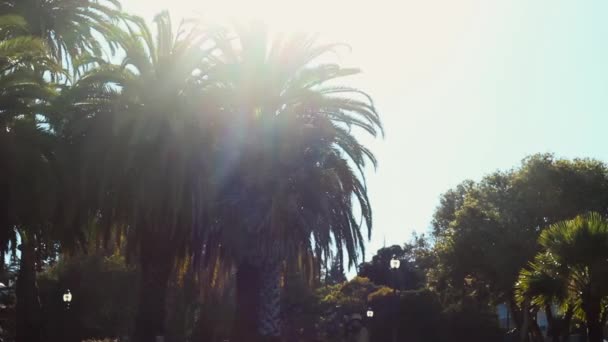 Timelapse Sunny Palm Trees in Mission Dolores Park w San Francisco, Kalifornia - Materiał filmowy, wideo