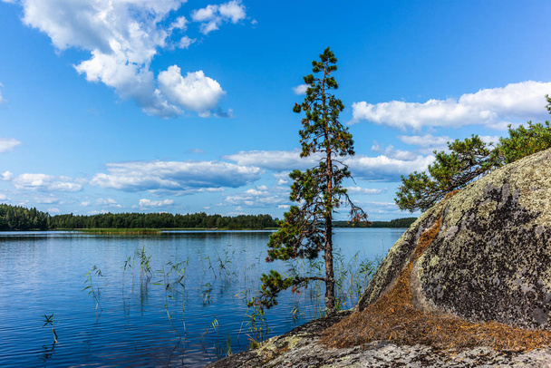 The quiet wild forest and lonely trees on the shore of the Saimaa lake in the Linnansaari National Park in Finland  - Valokuva, kuva
