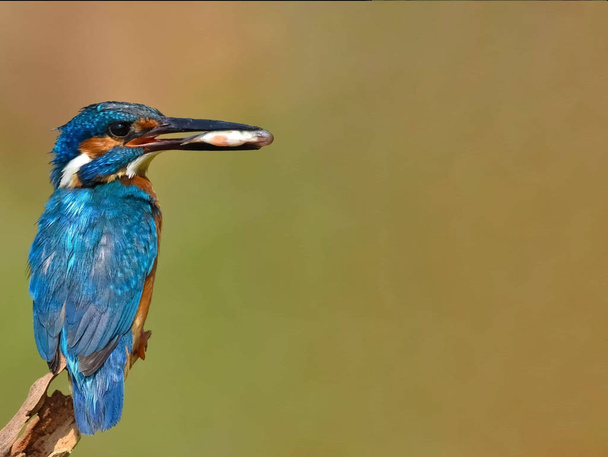 a common blue kingfisher with a fish in her beak after a hunt - Photo, Image