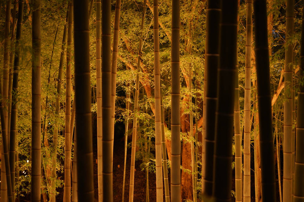 La forêt de bambous s'illumine (petit bureau Château forêt de citoyens
) - Photo, image