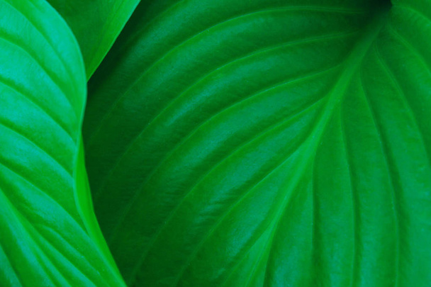 Blurred image of green leaves texture background, cropped shot. Abstract nature background with a lot of copy space for text. Green leaves background, close up. - Photo, Image