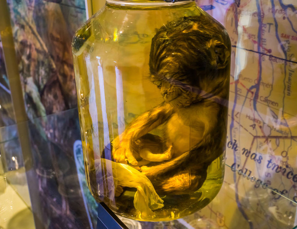 Cam bir şişede korunmuş barbar bir maymun yavrusu nesli tükenmekte olan bir hayvan türü. - Fotoğraf, Görsel