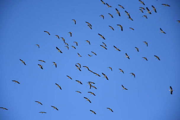 stork migration. blue sky background - Photo, Image