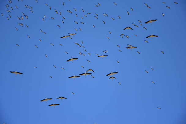stork migration. blue sky background - Fotografie, Obrázek